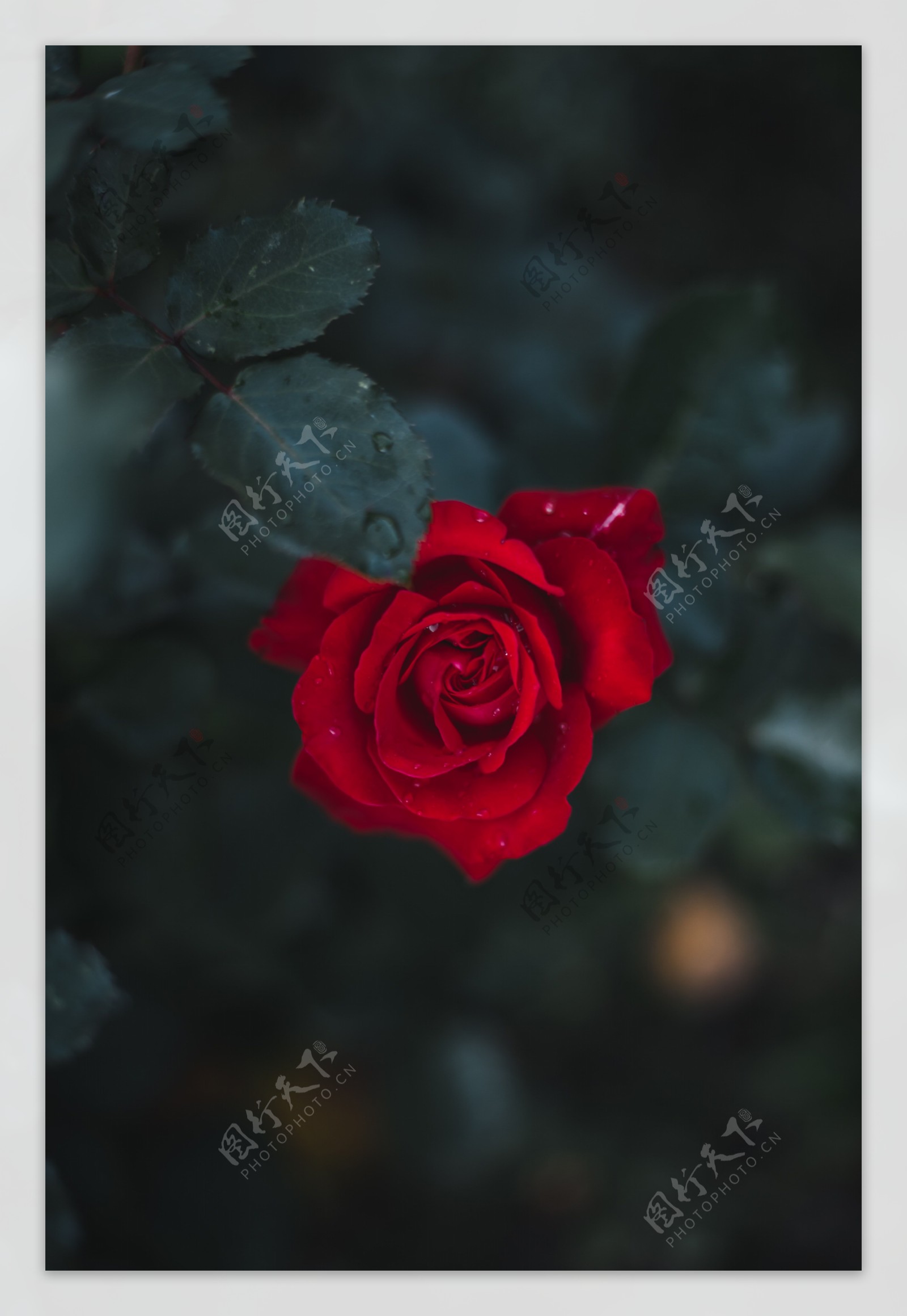 高清玫瑰花图片
