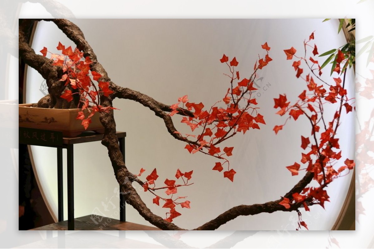 日式枫叶图片
