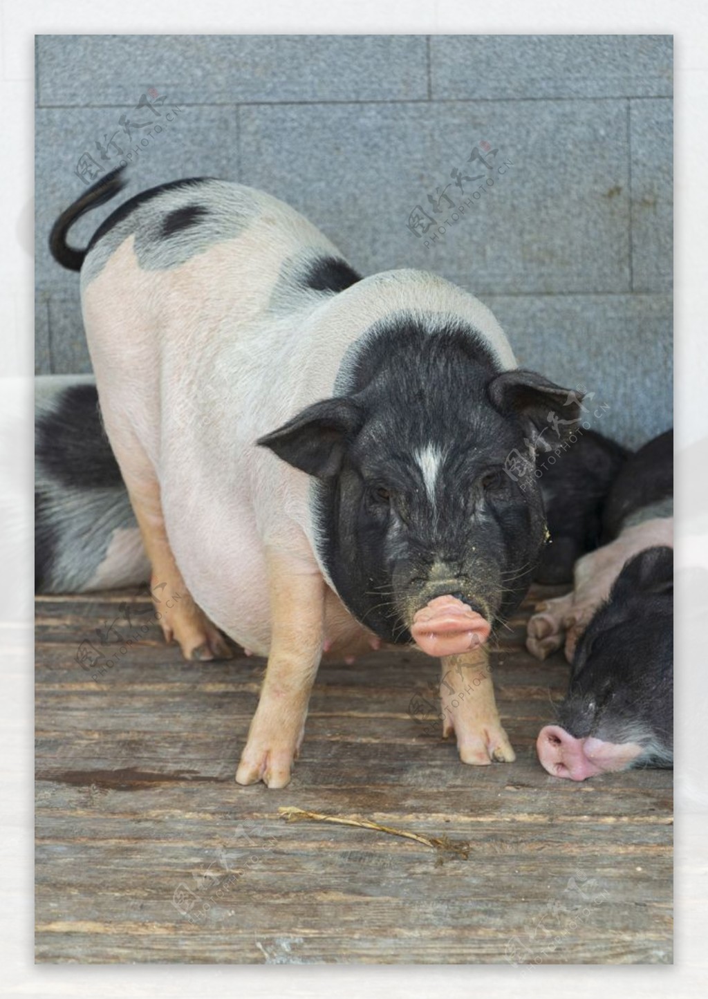 猪猪摄影图片