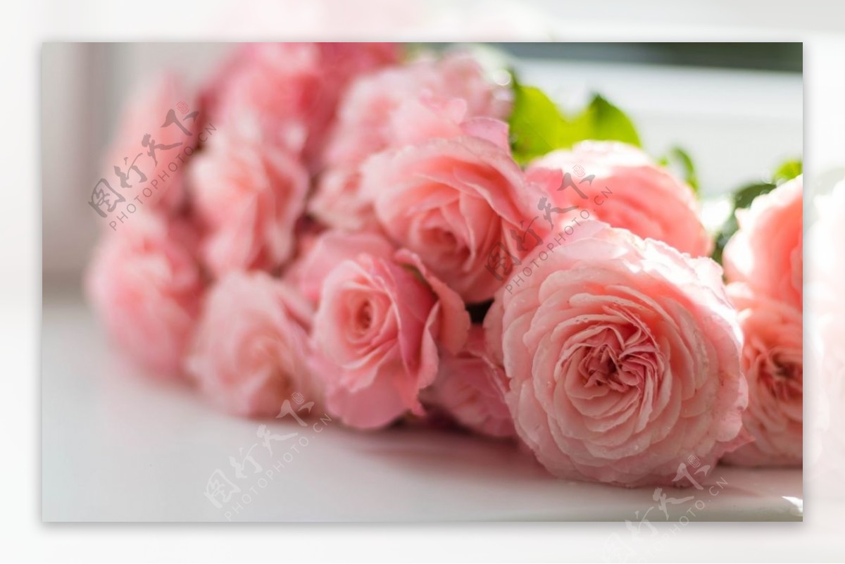 爱情 粉色玫瑰花4K背景图片壁纸(小清新静态壁纸) - 静态壁纸下载 - 元气壁纸