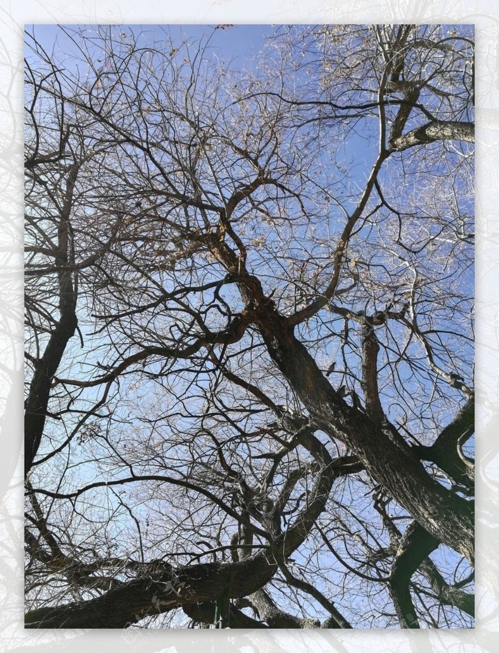 古树树枝图片
