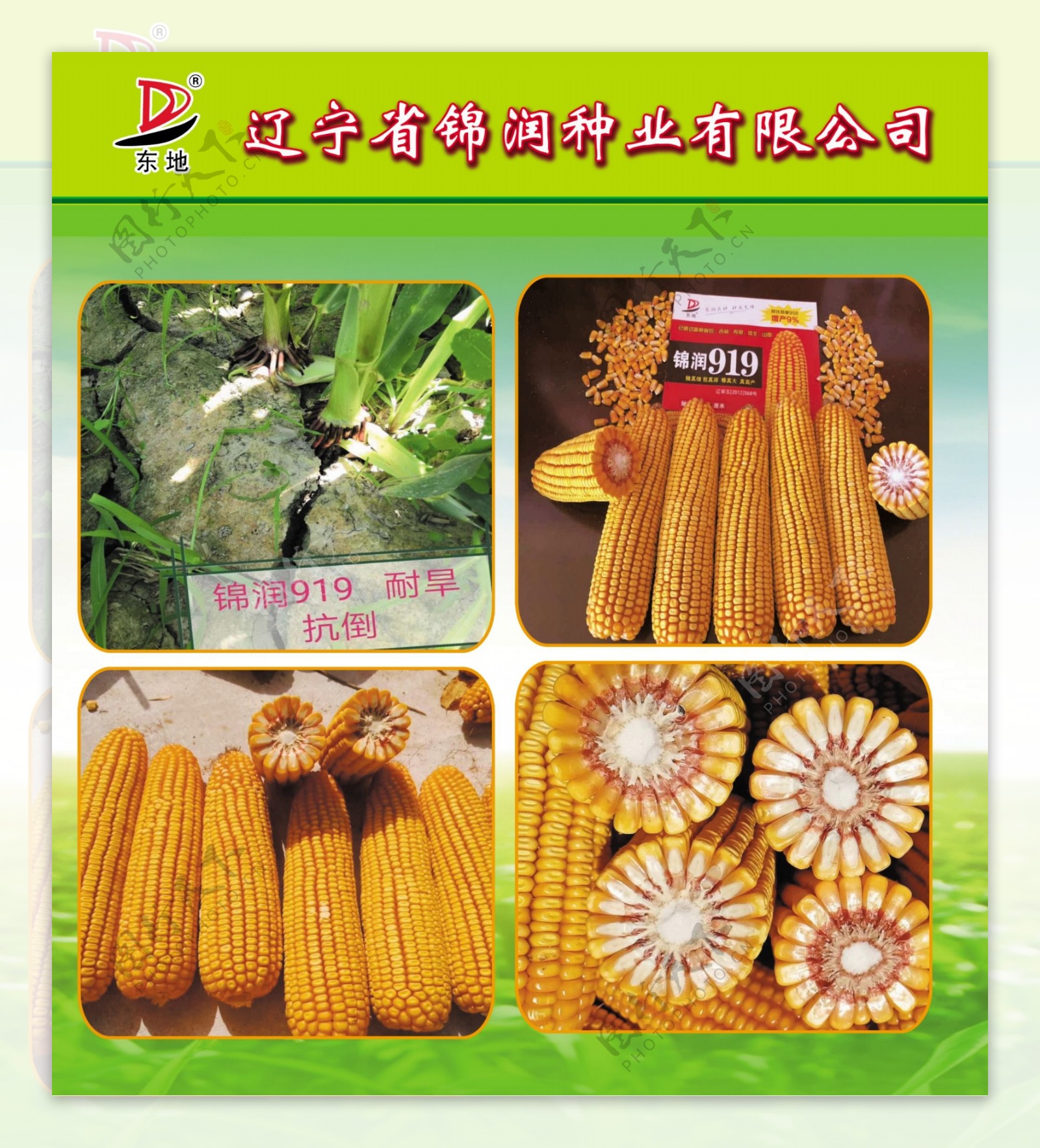 锦润玉米种子图片