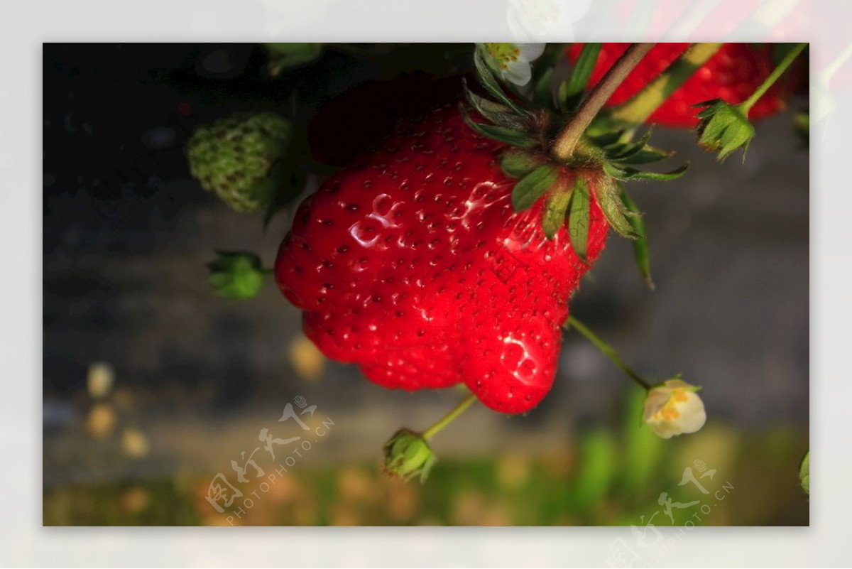 手形草莓图片