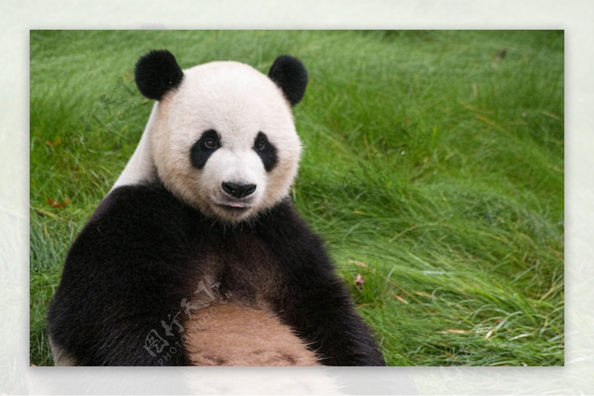 憨态可爱的大熊猫图片