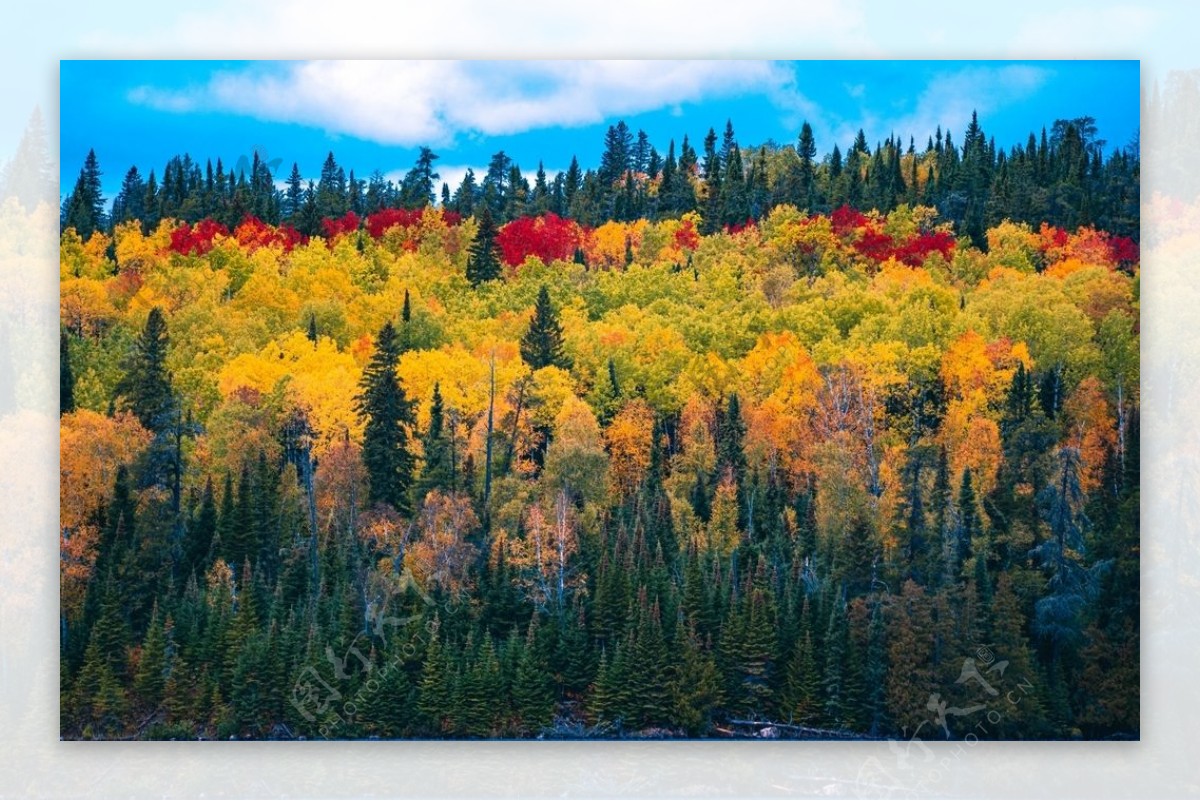 秋天的七彩森林图片