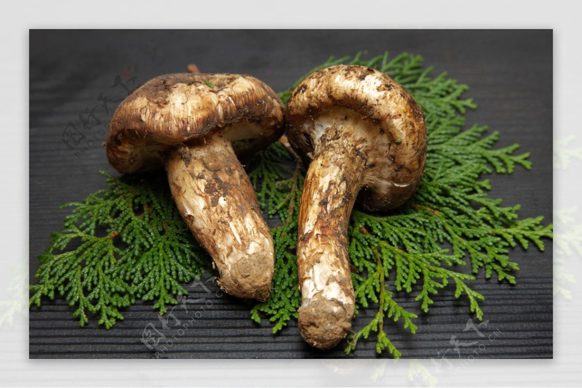 蘑菇香菇配料背景海报素材图片