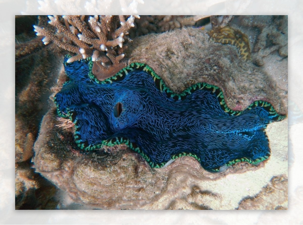 大堡礁图片