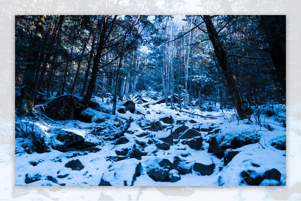 自然生态雪地森林背景海报素材图片