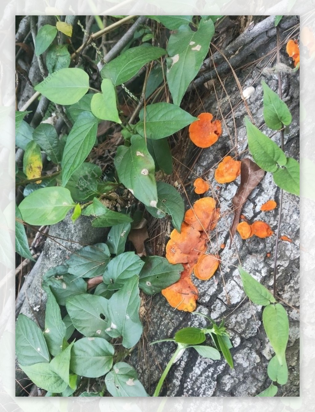 野生毒蘑菇黄色蘑菇蘑菇图片