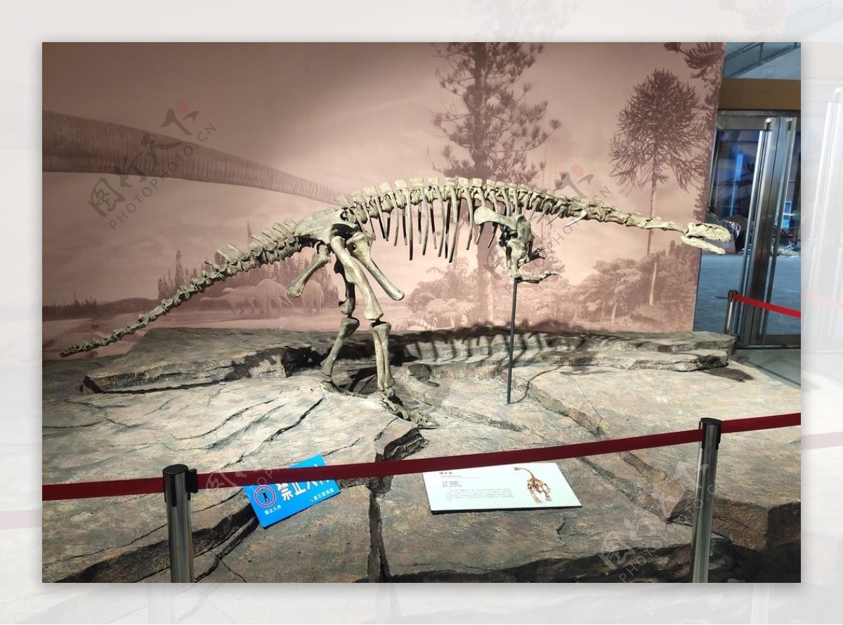 恐龙化石古生物样本骨骼化石图片