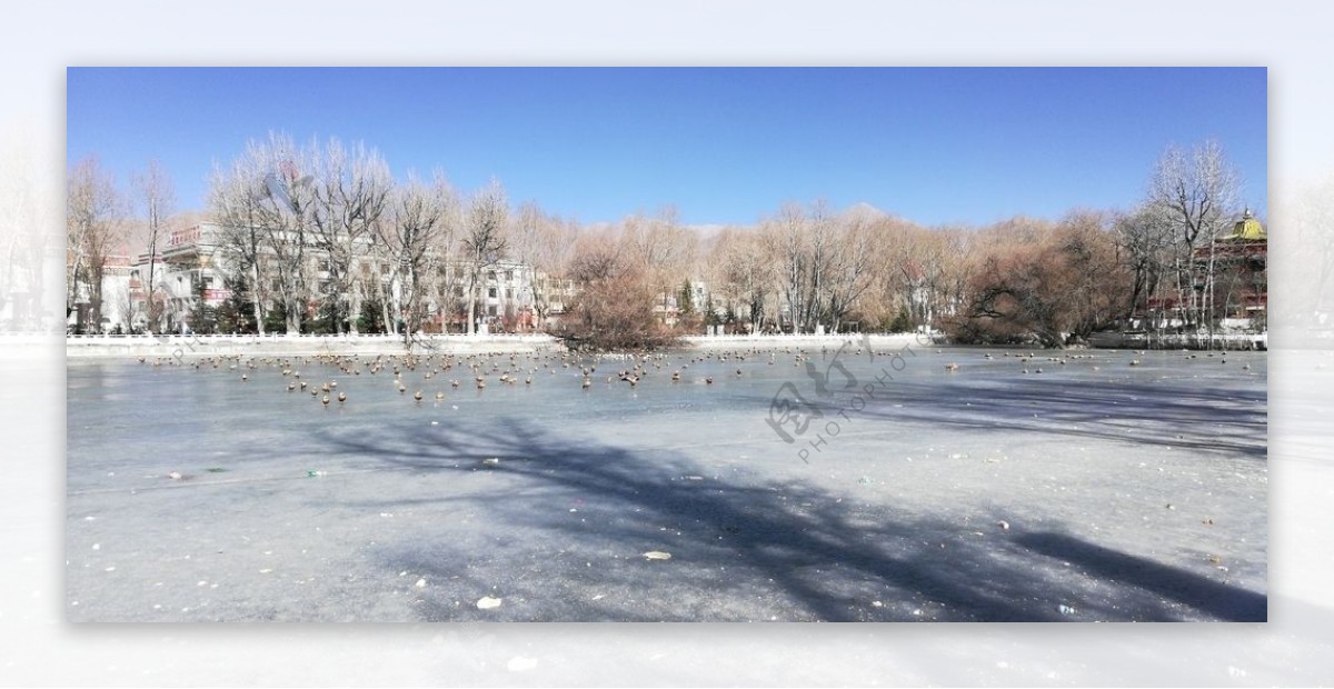 冬天冰川湖泊候鸟风景图片