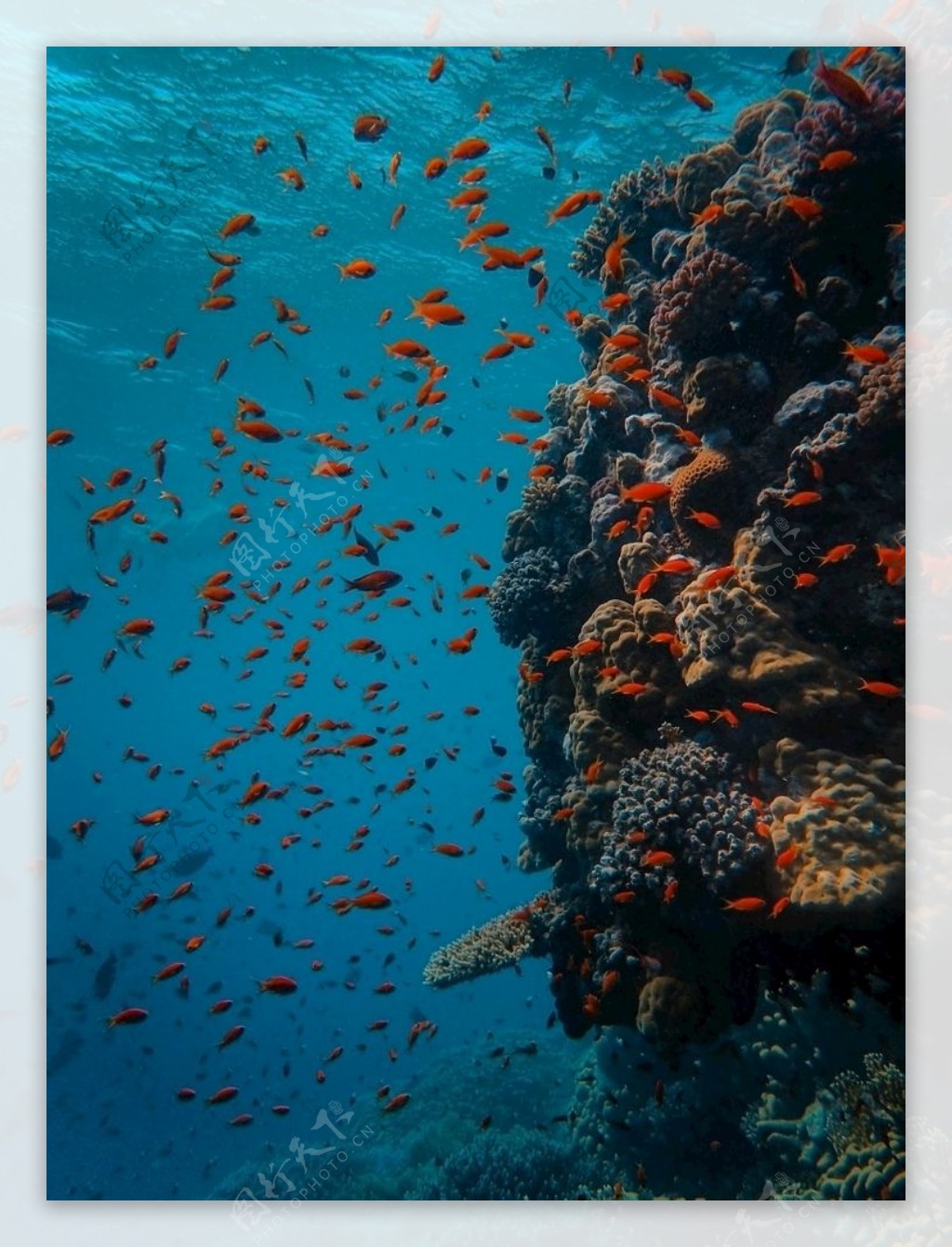 海底鱼群珊瑚礁背景海报素材图片