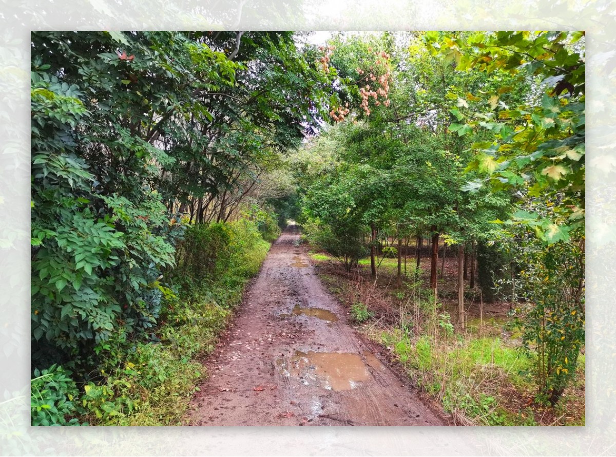 乡村道路风景图片