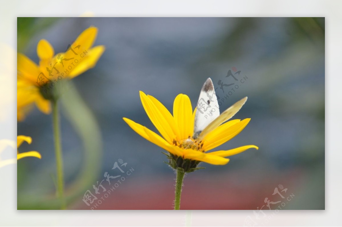 菊芋花蝴蝶图片