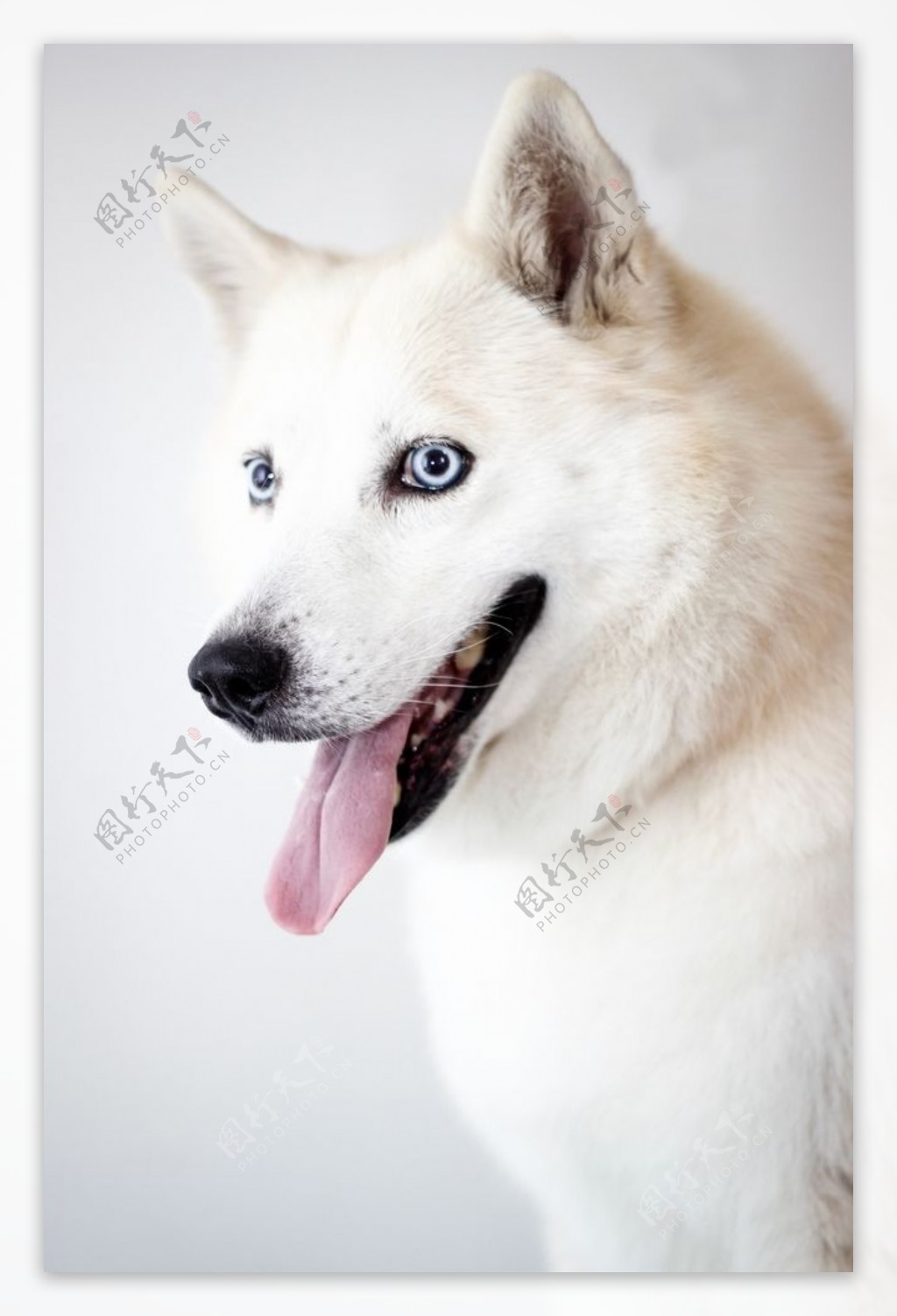萨莫耶狗图片