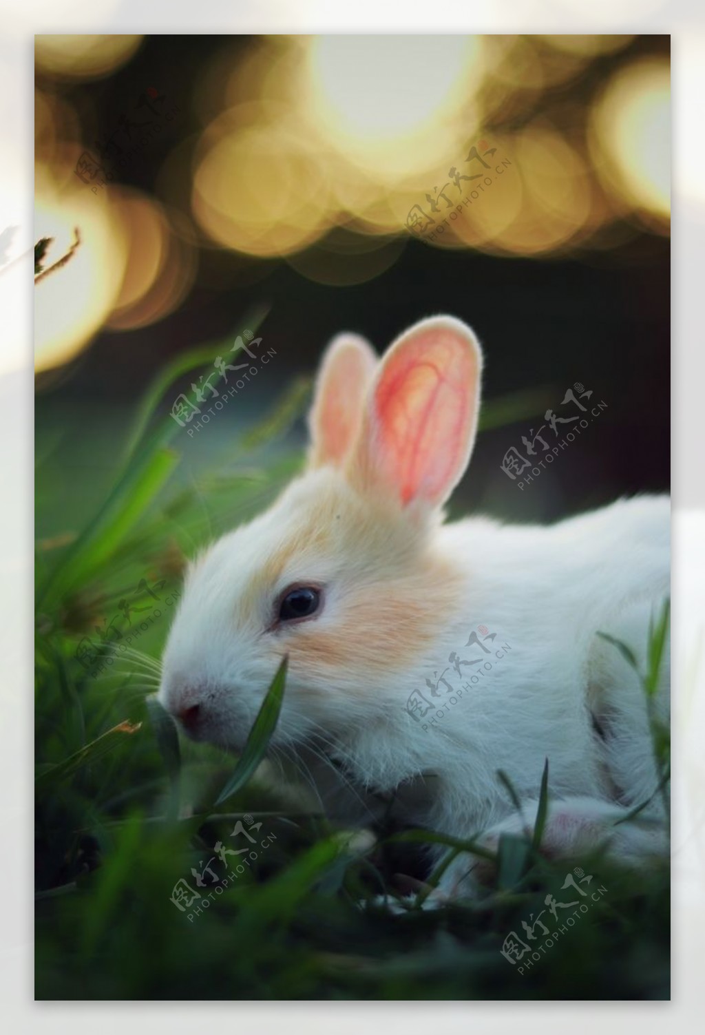 兔子动物图片