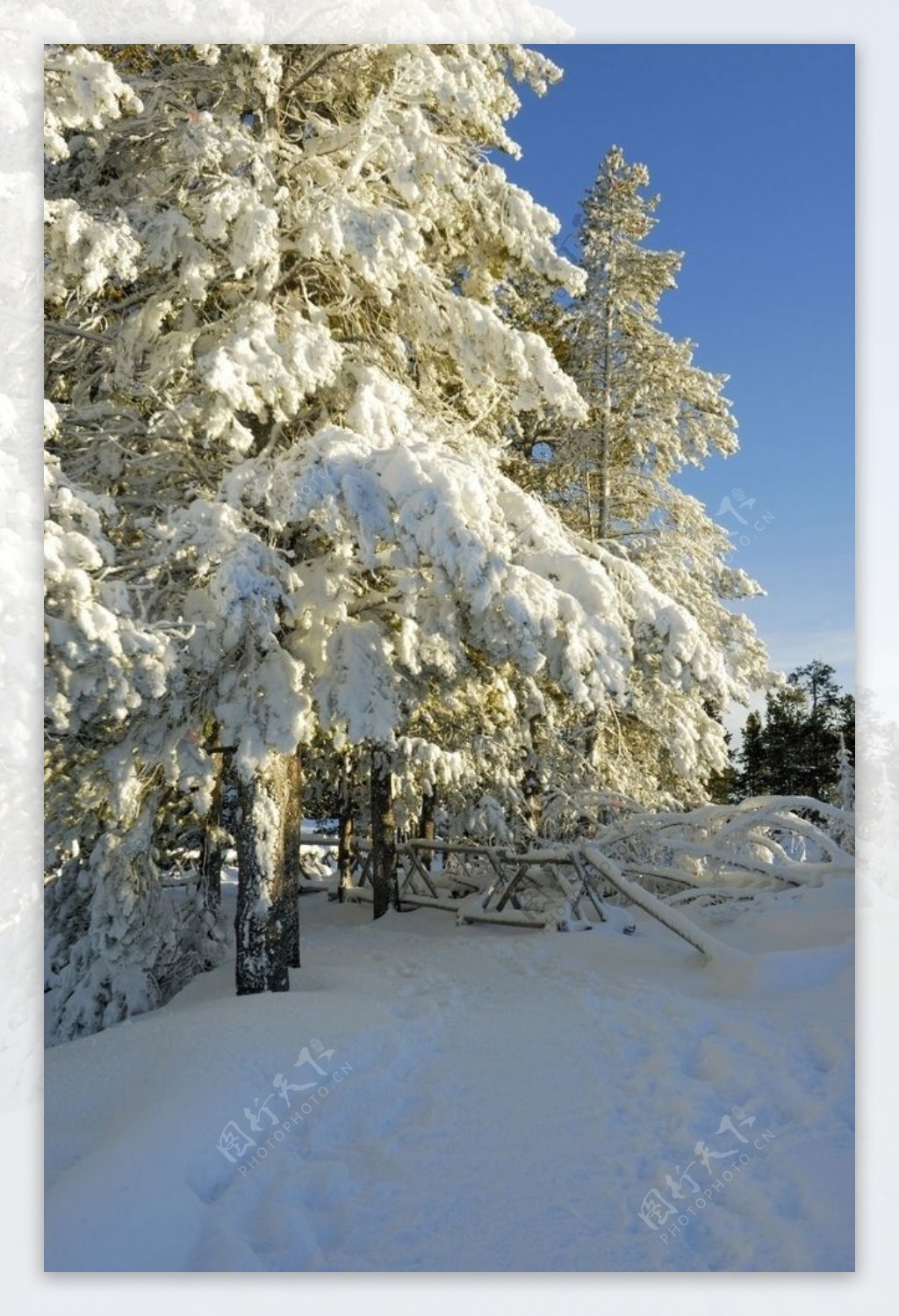 雪压大树图片