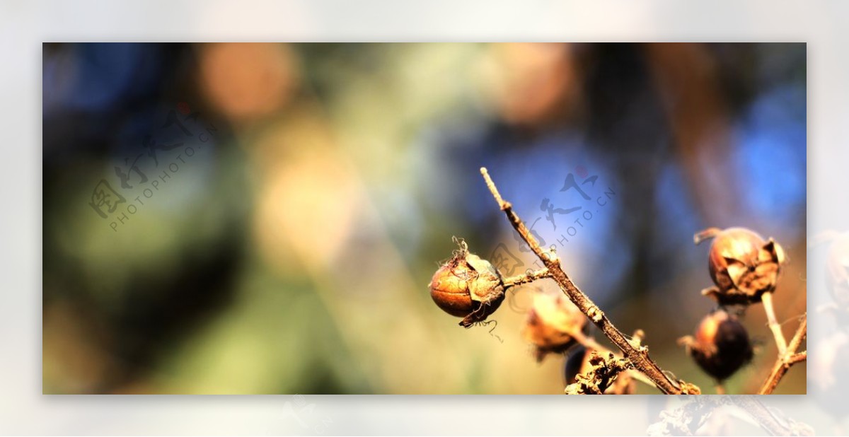 秋季树木上的干枯果实图片