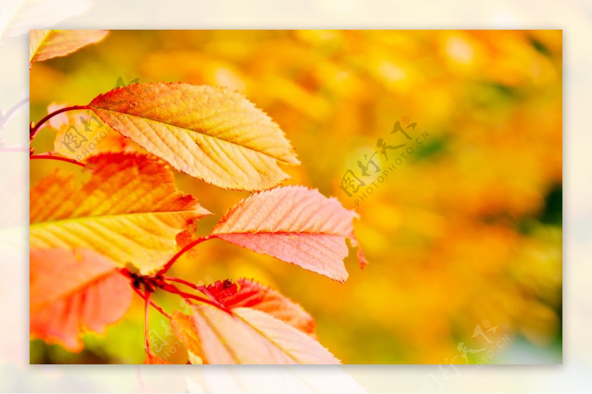 秋季背景图片