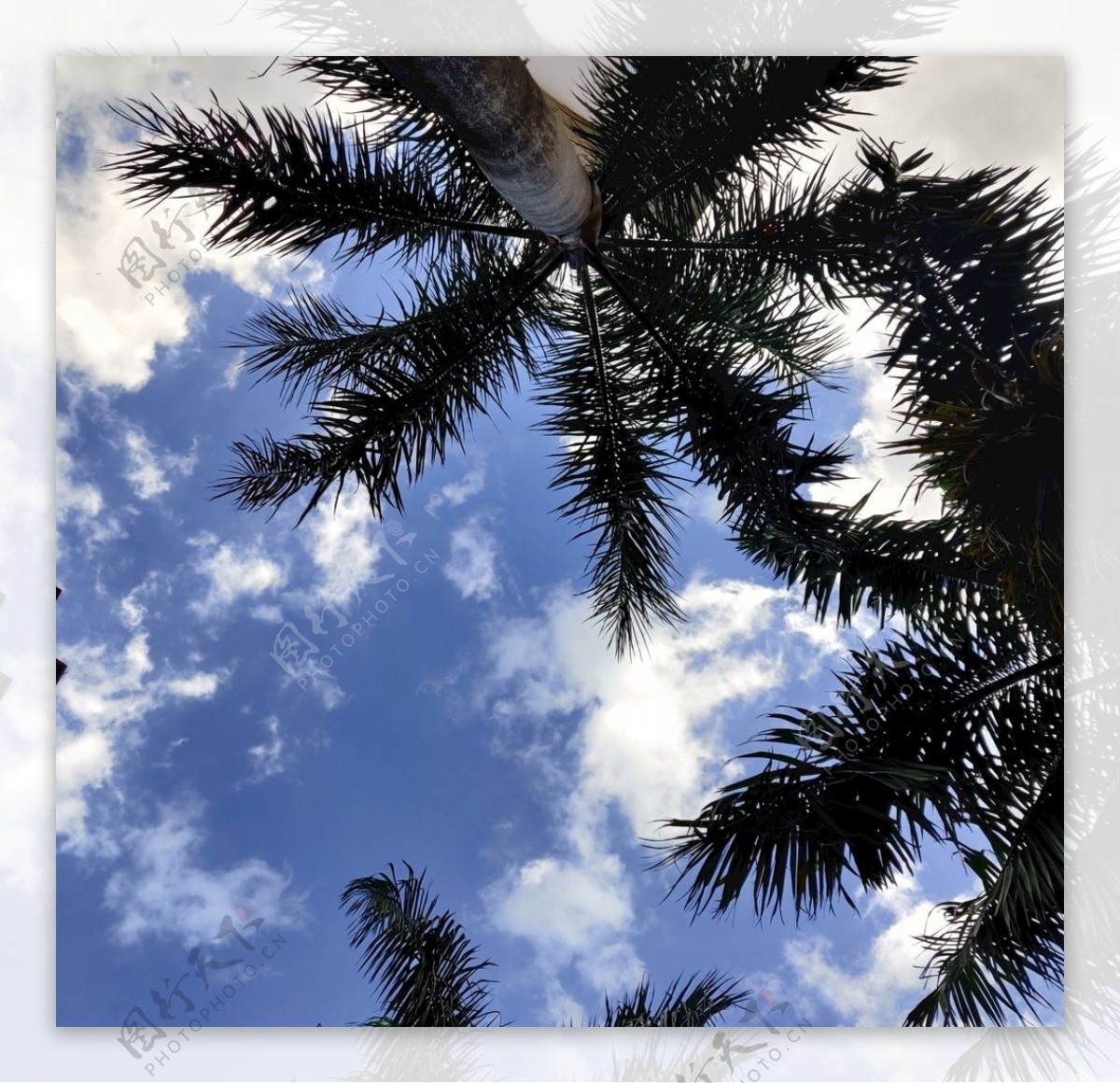 椰子树天空海边图片