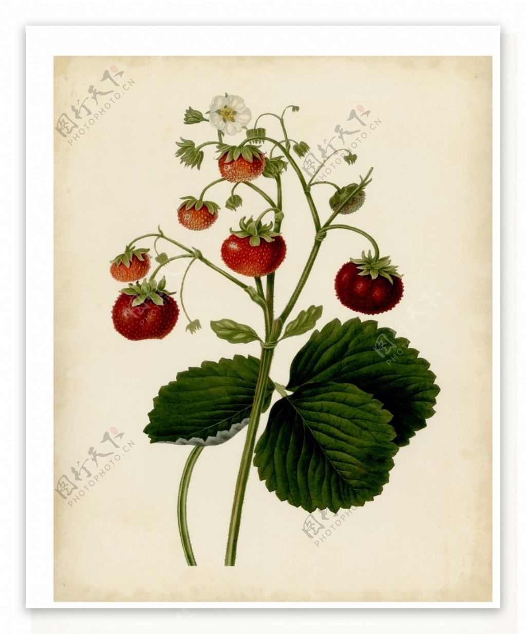 美式草莓水果复古装饰画图片