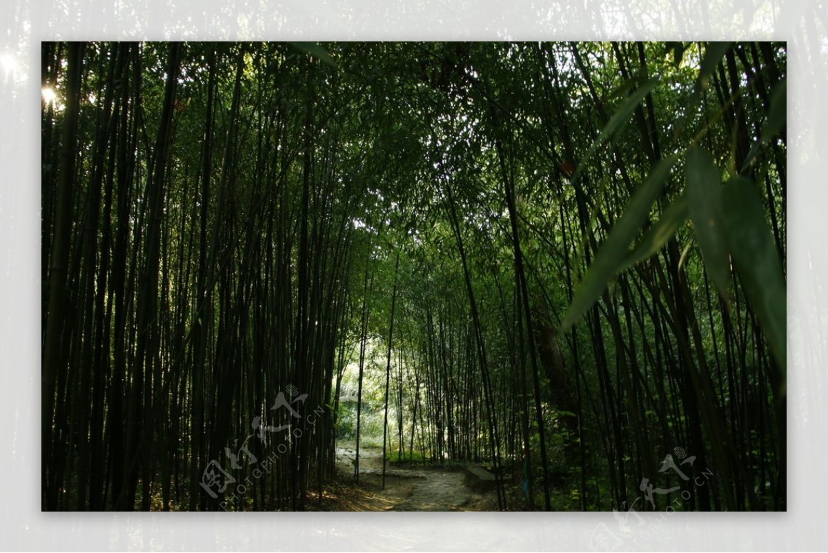 竹林公园图片