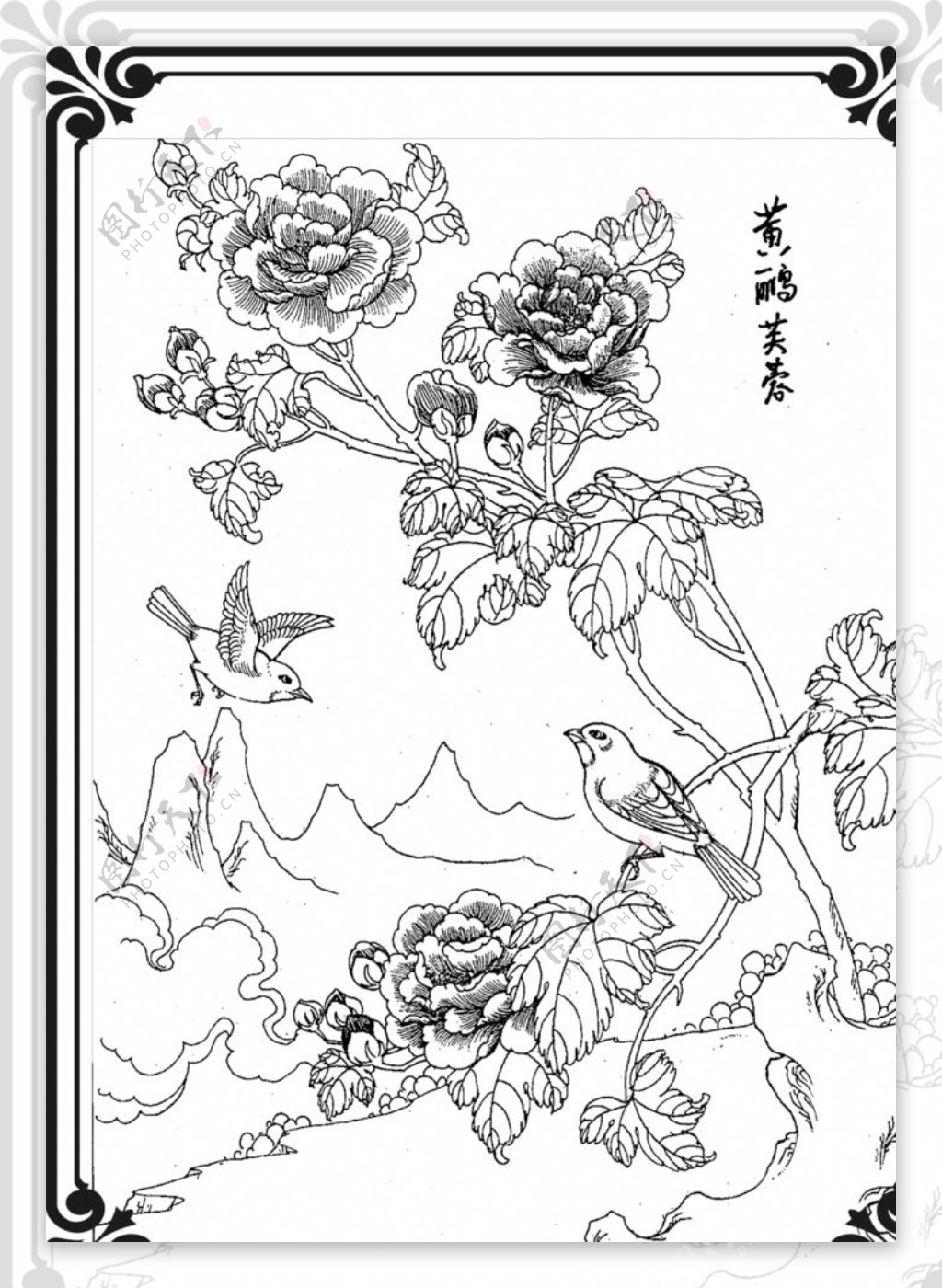 黄鹂芙蓉图片