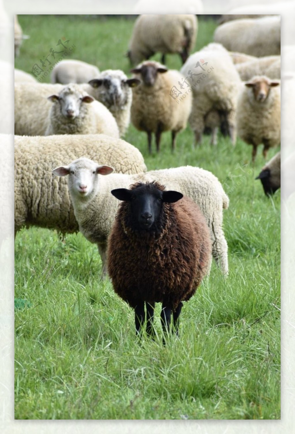 图片素材 : 放牧, 牧场, 哺乳动物, 农业, 羊毛, 动物群, 羊群, 脊椎动物, 牧群动物, 牛山羊家庭 3264x2448 ...