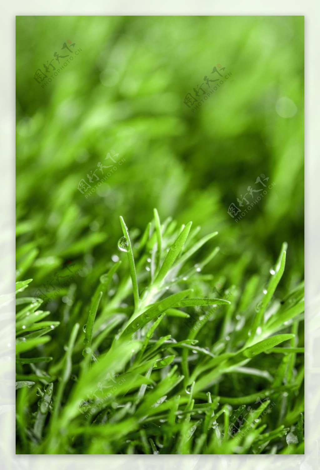 春天滴水的绿色植物图片