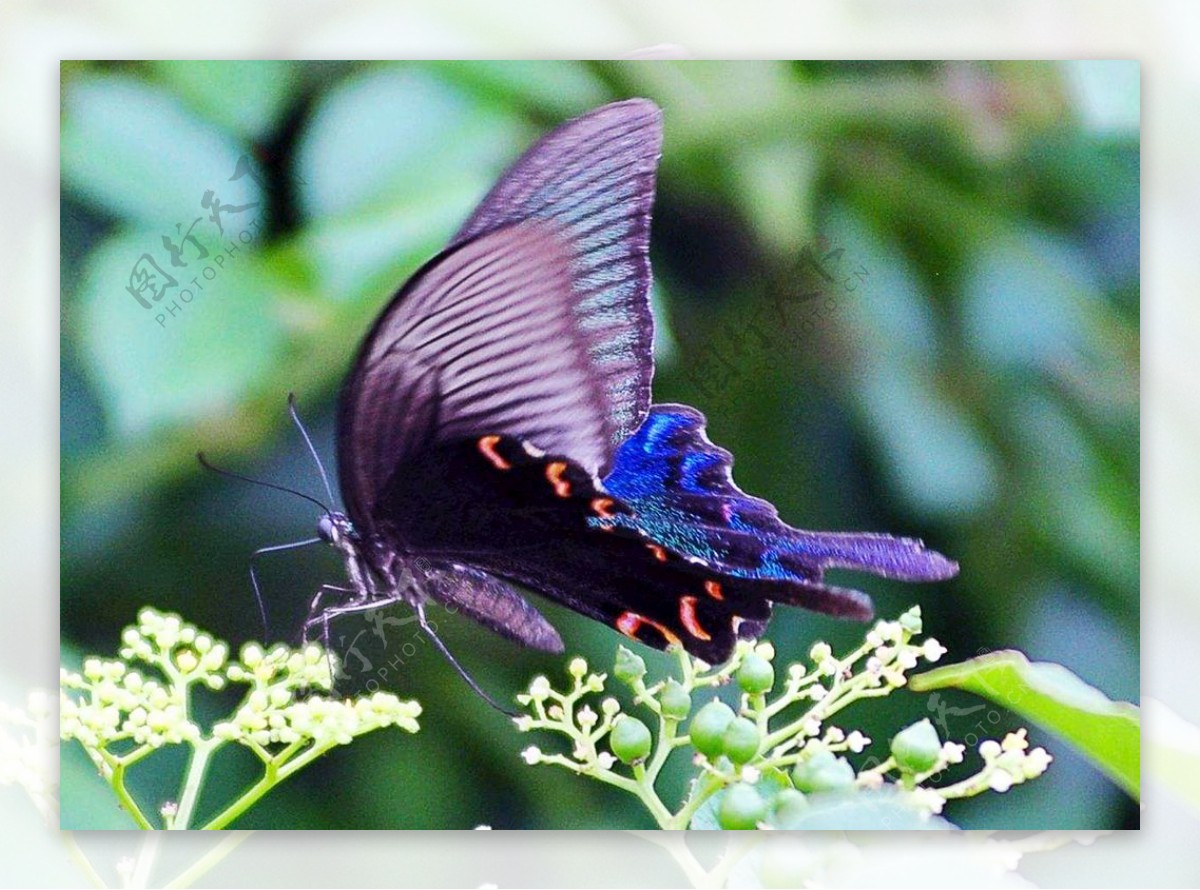 黑紫色蝴蝶图片