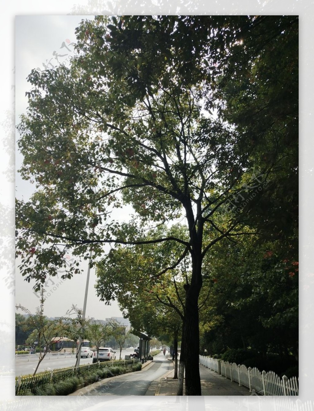 街边的树图片