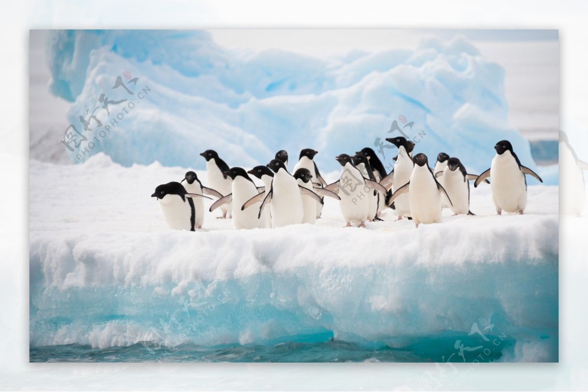 冰川上的企鹅图片