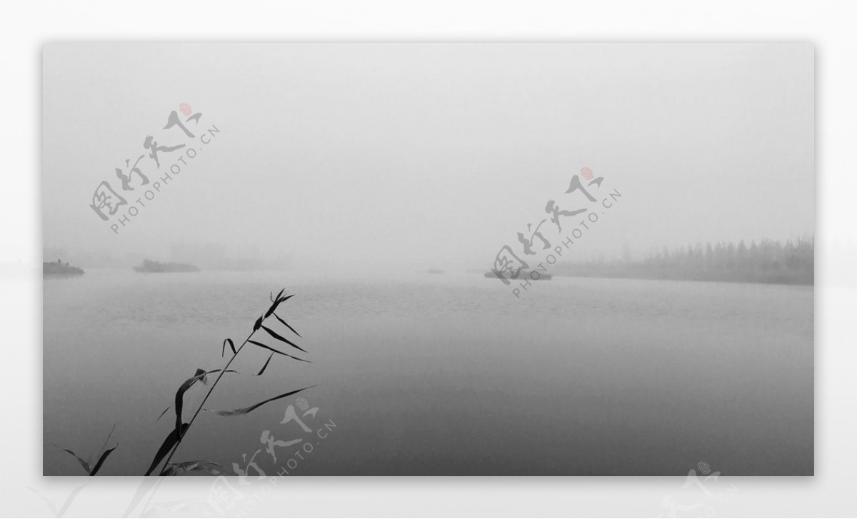 芦苇晨雾湖面黑白图片