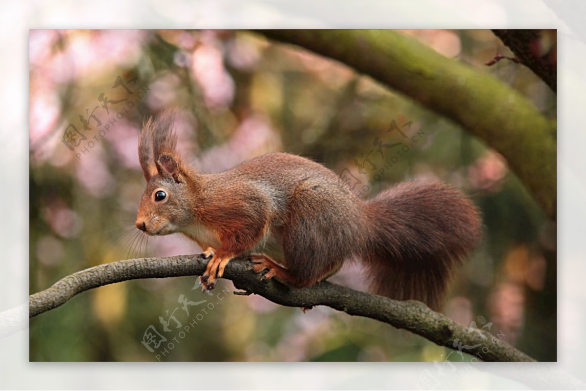 红褐色小松鼠图片