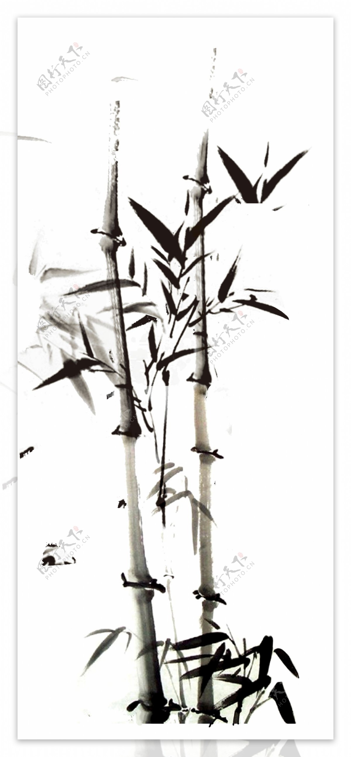 竹子如何繁殖 - 花百科