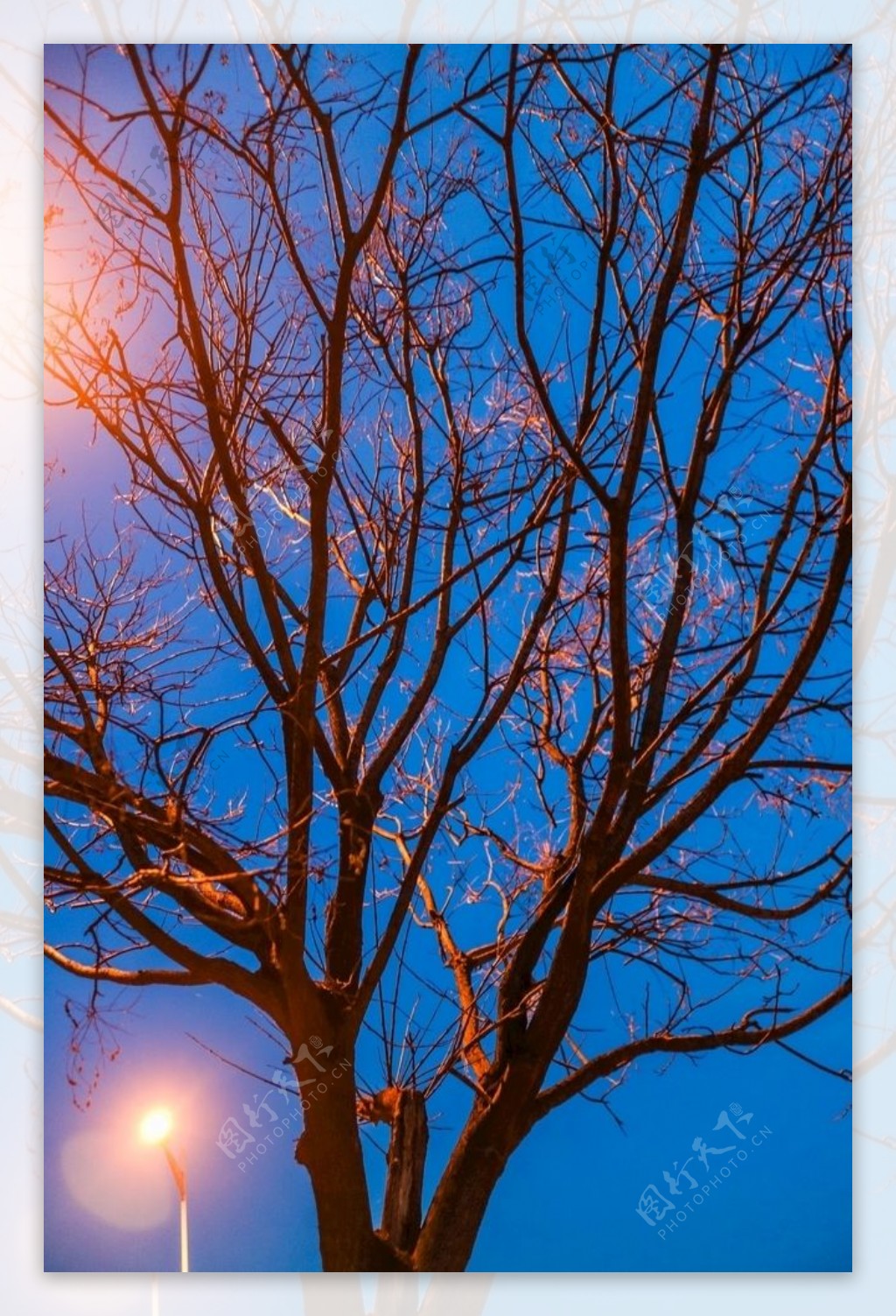 路灯下的树图片