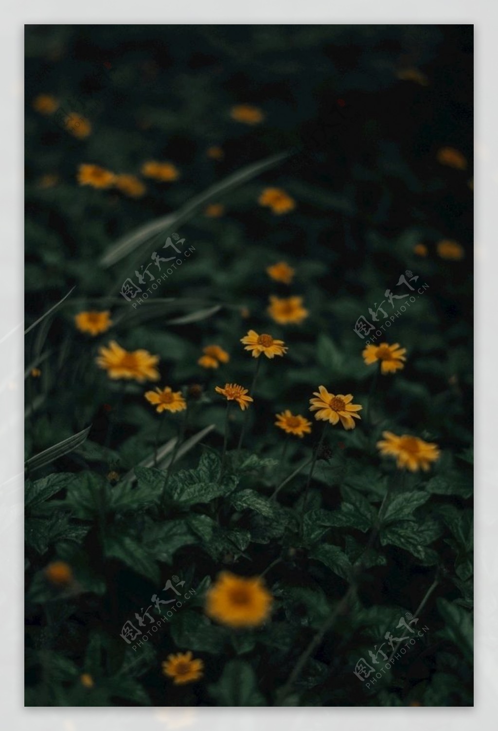 黑夜菊花图片