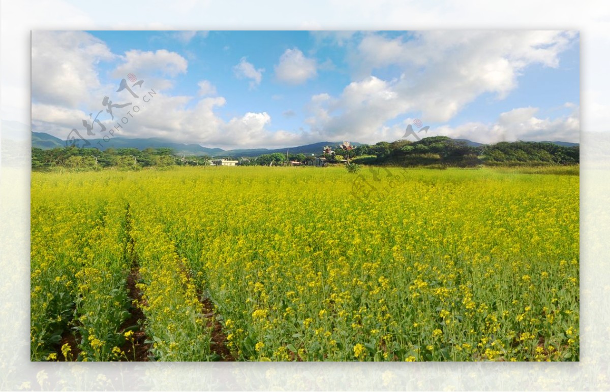 油菜花天空大图图片