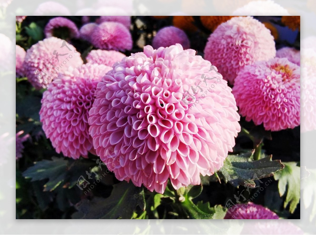 粉球菊花图片