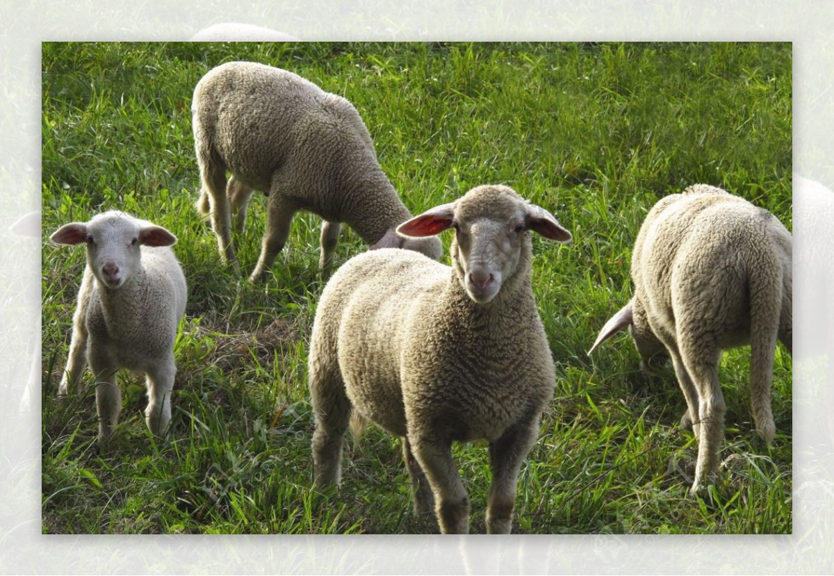 牧场草地上放牧的绵羊羊群图片-千叶网