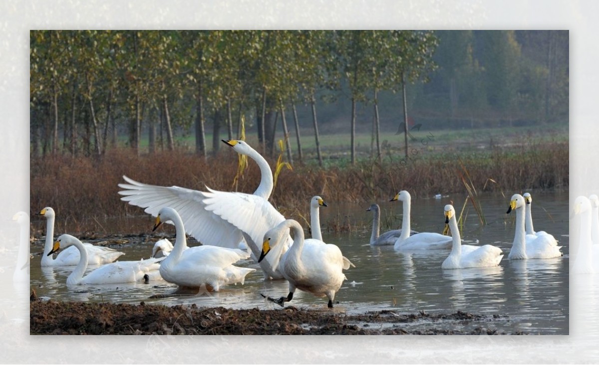 平陆黄河湿地迎来越冬白天鹅图片