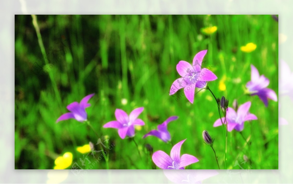 紫铃花图片
