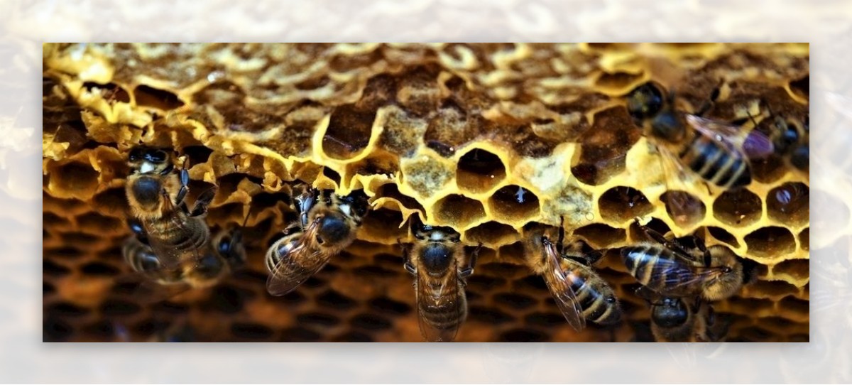 蜂巢图片