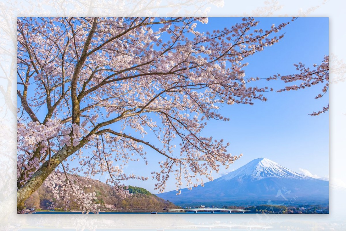 富士山前的樱花树图片
