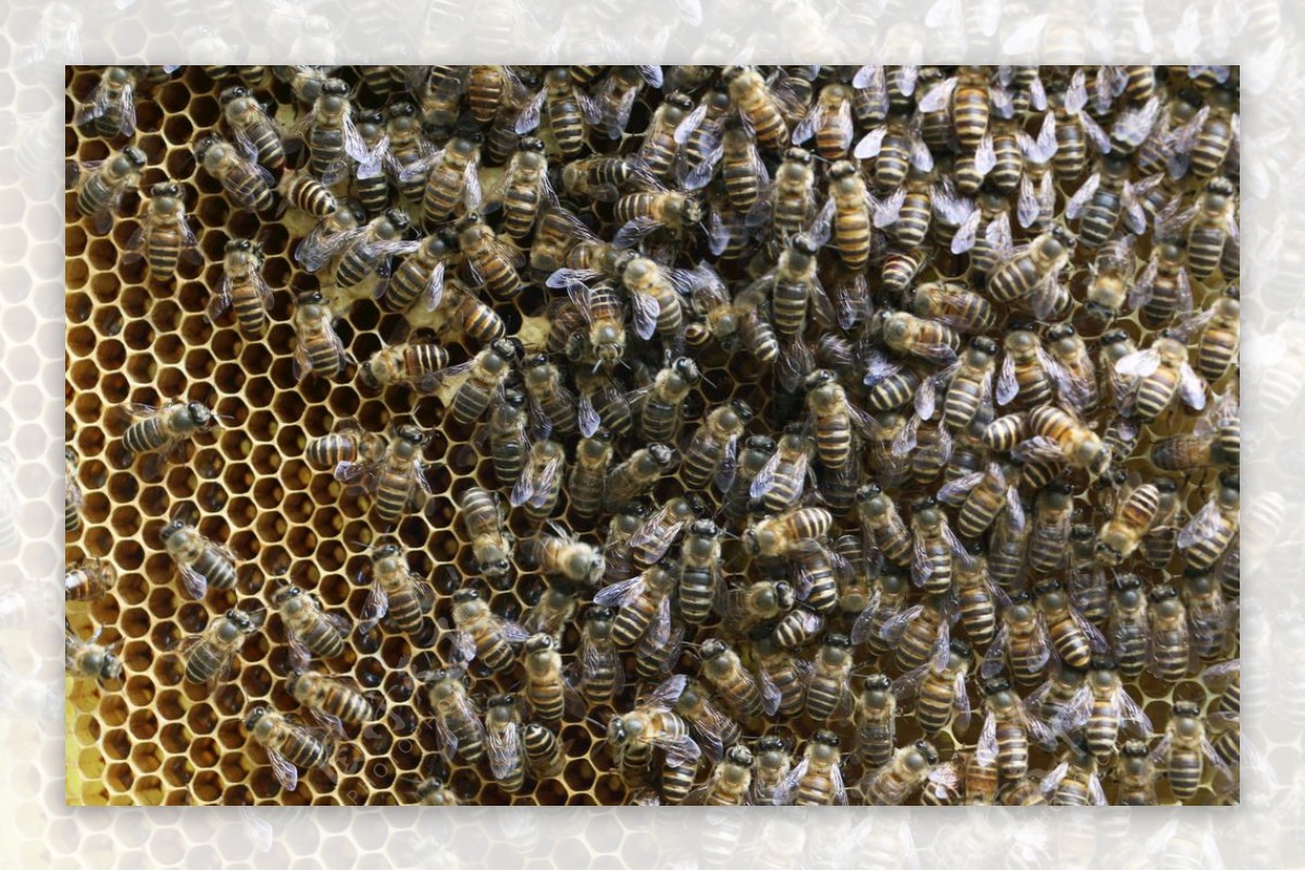 蜂脾蜜蜂养蜂图片