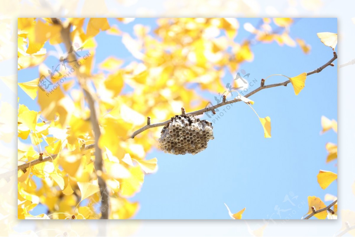 银杏树挂蜂巢图片