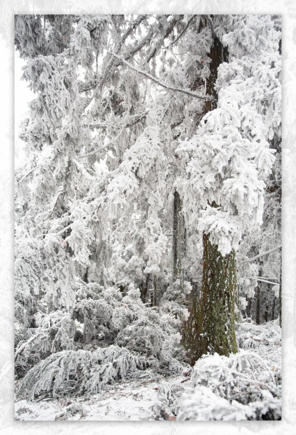 雪后森林图片