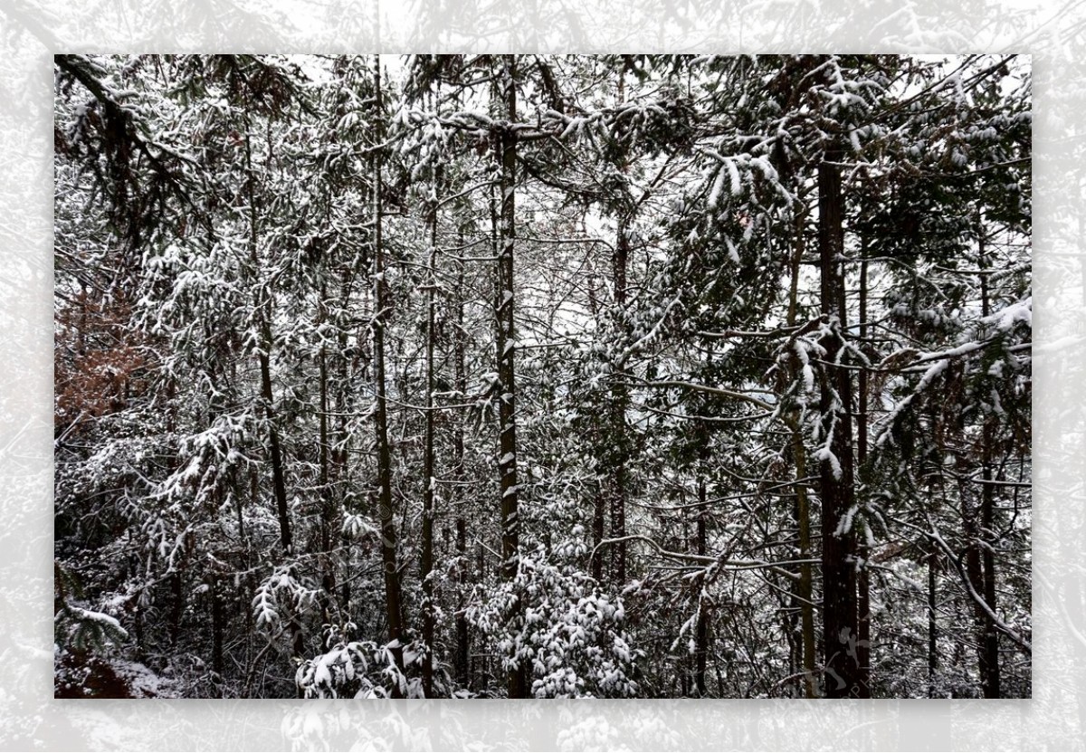 雪中的树林图片