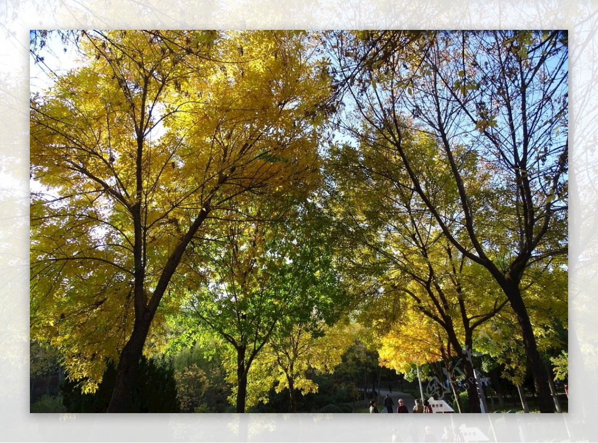 深黄的树叶图片