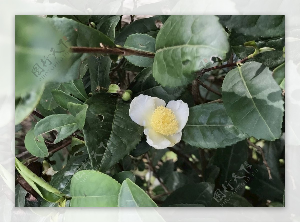 茶花茶树白色的小花图片